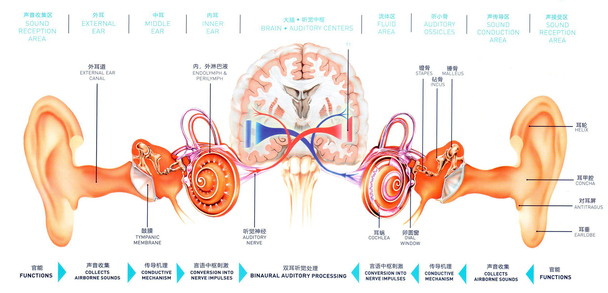 雙耳解剖圖.jpg